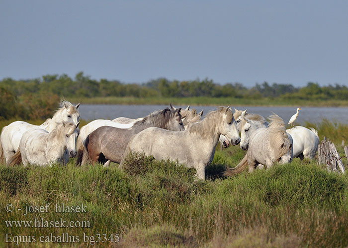 Equus caballus bg3345