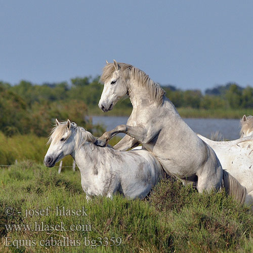 Equus caballus bg3359