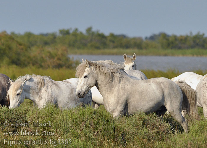 Equus caballus bg3365