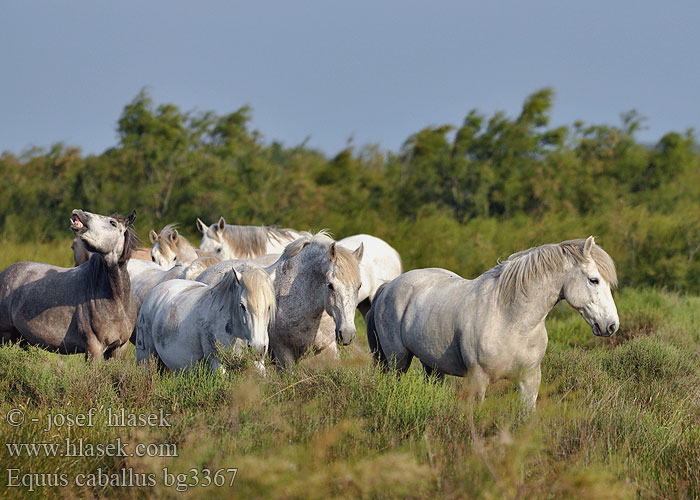 Equus caballus bg3367