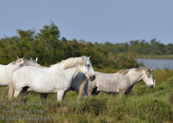 Equus caballus bg3398