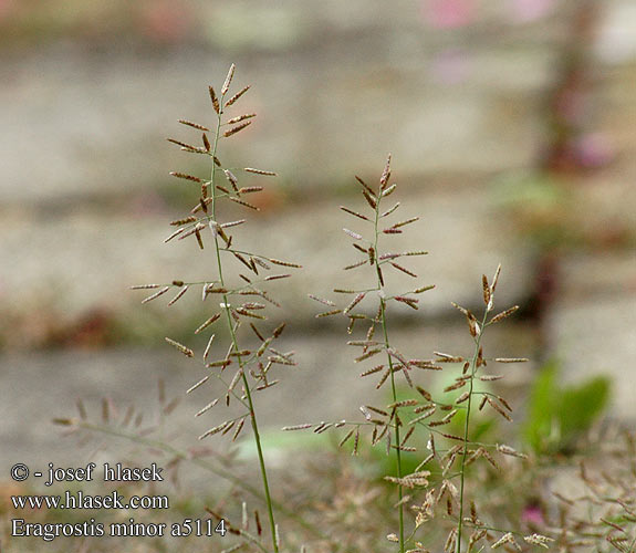 Eragrostis minor