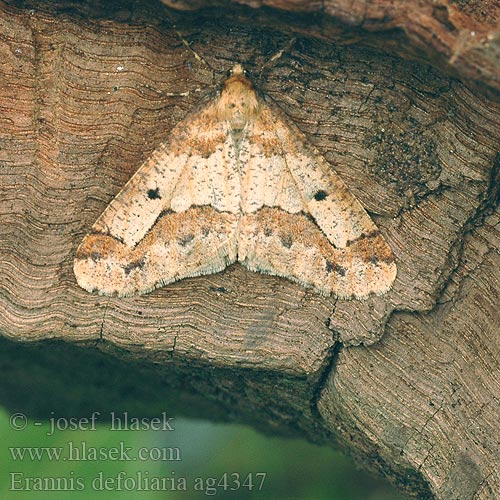 Erannis defoliaria Mottled Umber