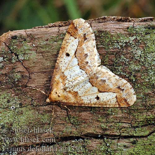 Erannis defoliaria Piadivka zimná