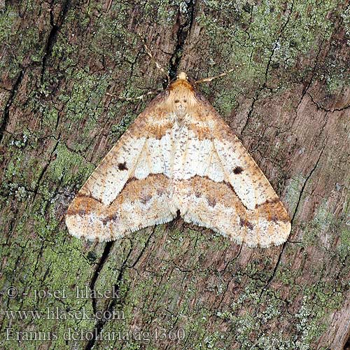 Erannis defoliaria Hibernie défeuillante