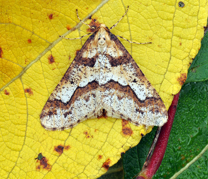 Erannis defoliaria Zimowek ogołotniak