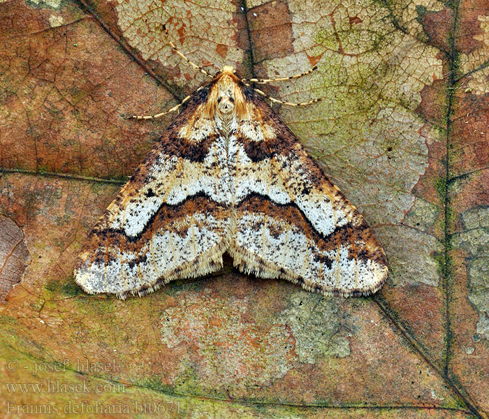 Erannis defoliaria Grote wintervlinder