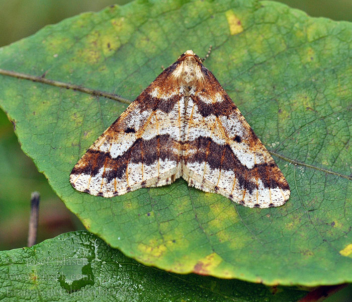 Erannis defoliaria Pakkasmittari Lindmätare