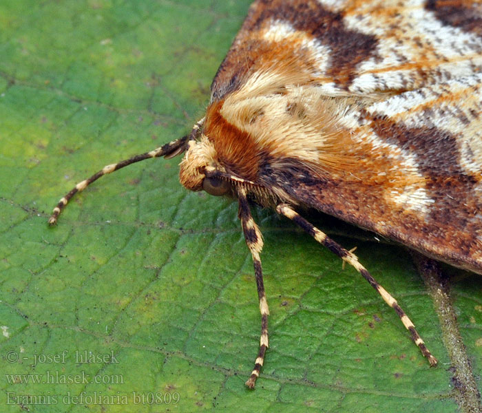 Erannis defoliaria Stor frostmåler