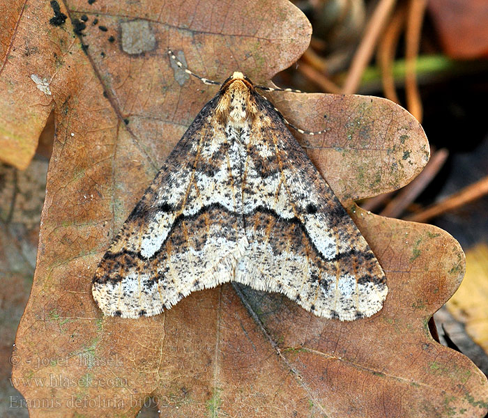 Erannis defoliaria Tmavoskvrnáč zhoubný Mottled Umber