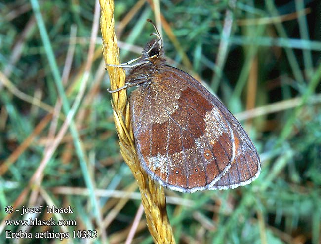 Erebia aethiops Scotch Argus Grand Negre Kznsges szerecsenlepke