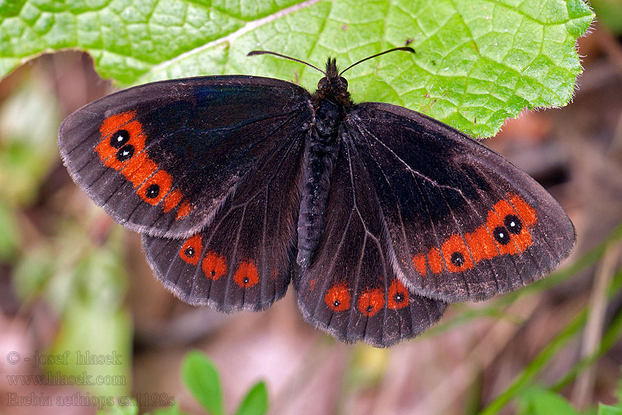 Erebia aethiops Hundsgrassfalter Górówka medea Očkáň trávový