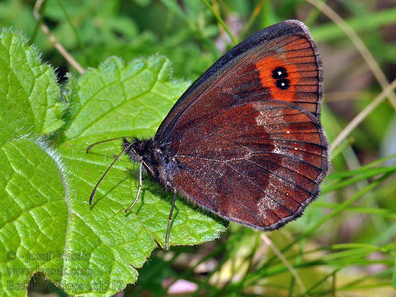 Erebia aethiops Okáč kluběnkový