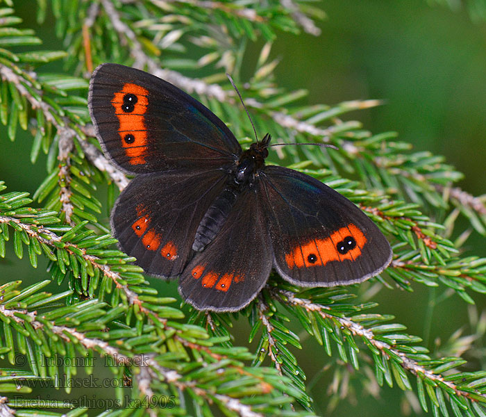 Közönséges szerecsenlepke Hundsgrassfalter Erebia aethiops