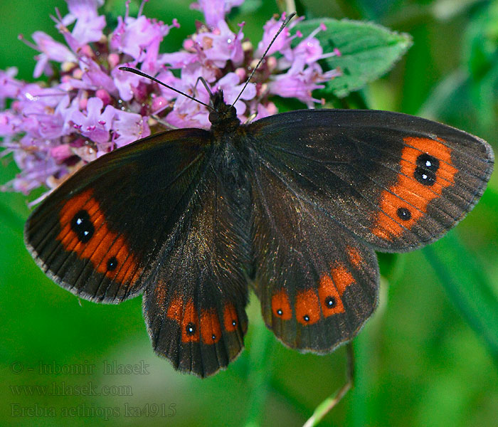 Erebia aethiops