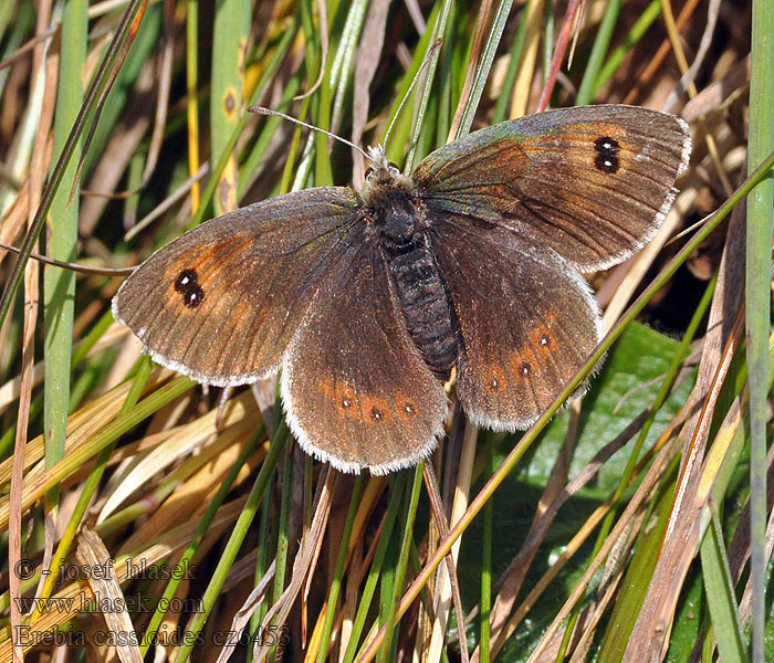 Erebia cassioides Okáč lesknavý Common brassy ringlet