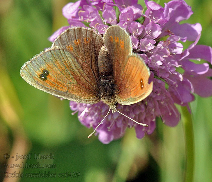 Erebia cassioides Чернушка кассиоидес Gewone glanserebia