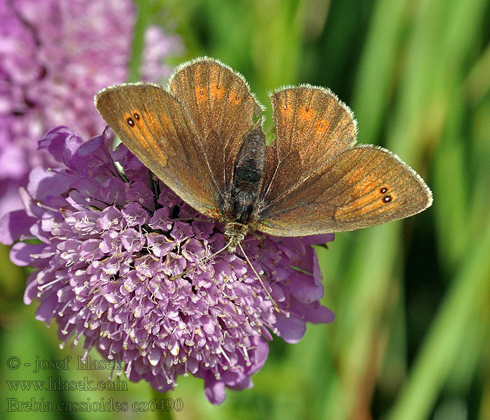 Okáč lesknavý Erebia cassioides