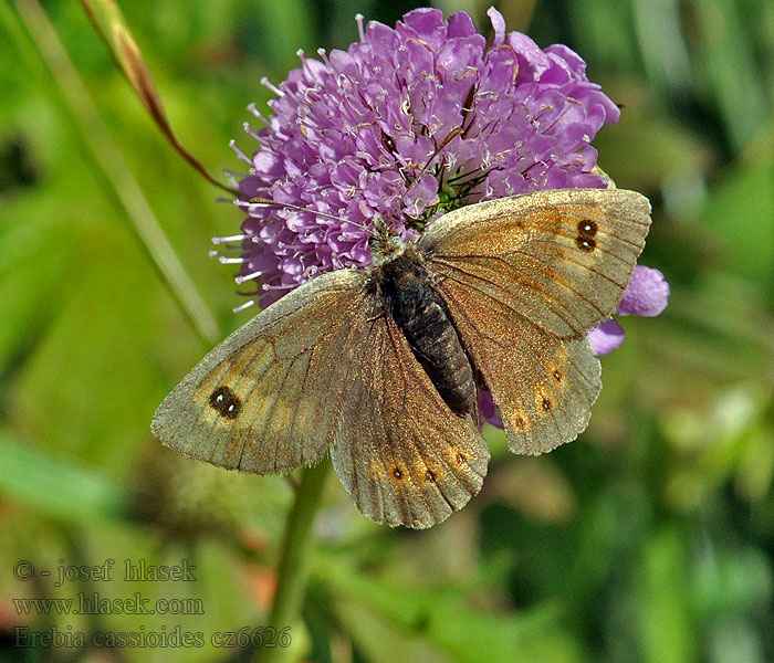 Common brassy ringlet Чернушка кассиоидес Erebia cassioides