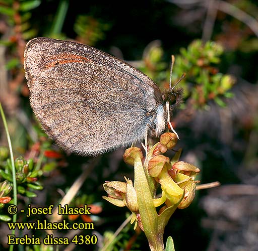 Erebia dissa