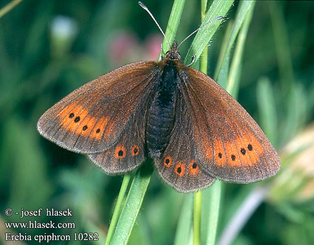 Erebia epiphron 10282