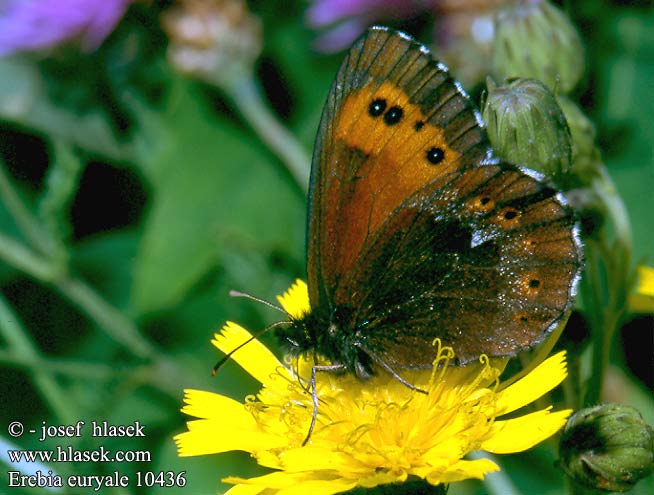 Erebia euryale Large Ringlet moiré frange pie Randaugenfalter