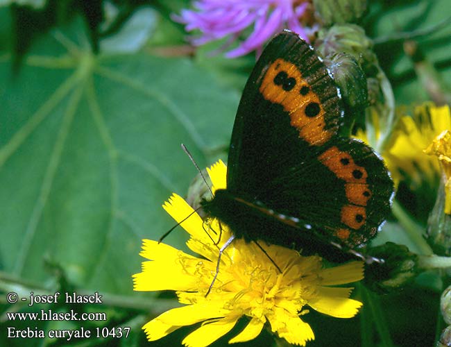 Erebia euryale Górówka euriala Očkáň červenopásy