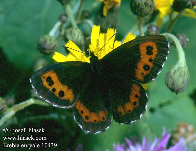 Erebia euryale Okáč rudopásný