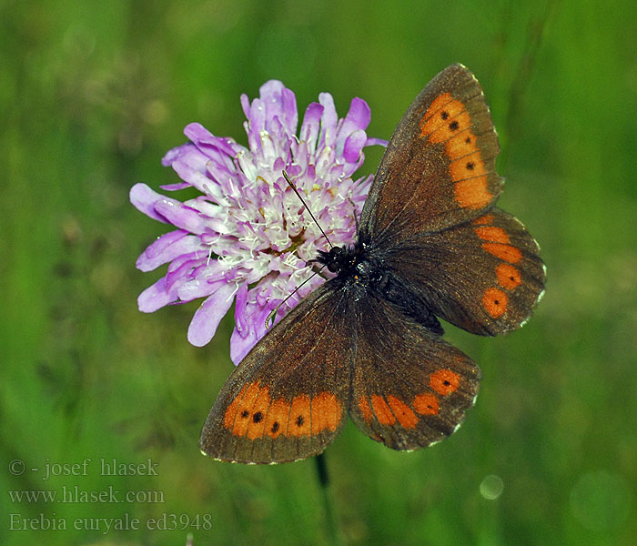 Erebia euryale Чернушка эвриала