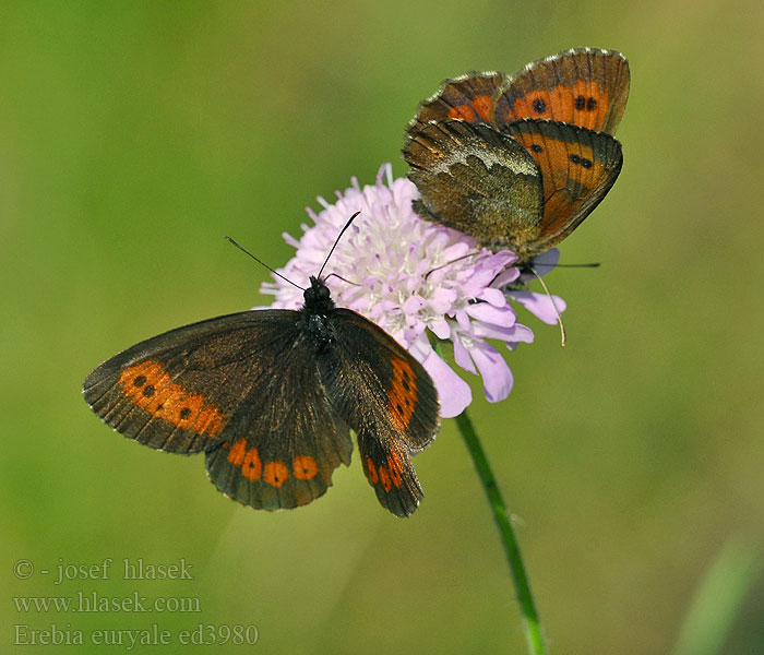 Erebia euryale Grote erebia Idännokiperhonen