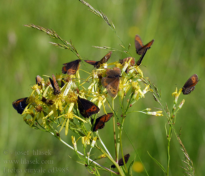 Erebia euryale Large Ringlet