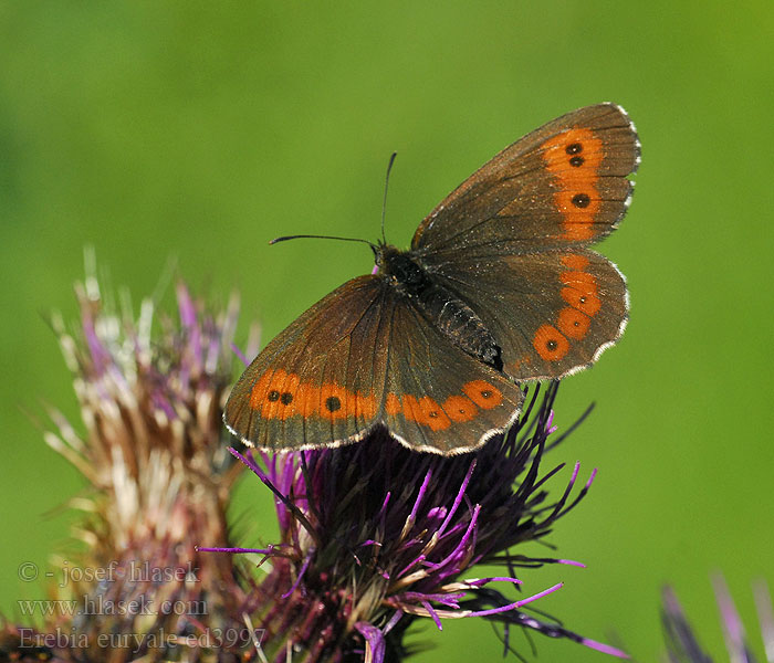 Erebia euryale Moiré frange pie