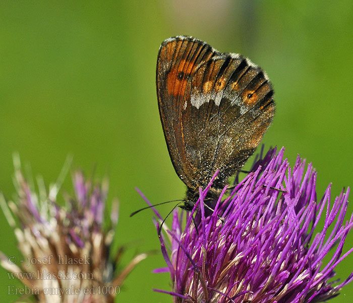 Erebia euryale Randaugenfalter