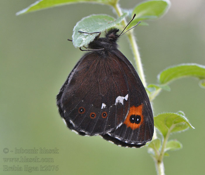 Erebia ligea Okáč černohnědý Weißbindiger Mohrenfalter Arran brown