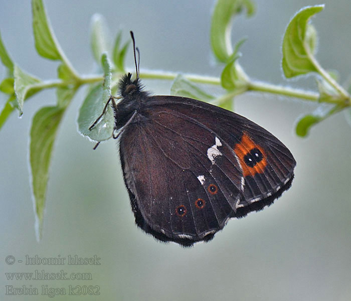 Erebia ligea Očkáň čiernohnedý Чернушка лигея Górówka boruta