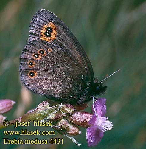 Erebia medusa Woodland Ringlet Okáč rosičkový Morié franconien Voorjaarserebia Tavaszi szerecsenlepke Kerekfoltú Rundaugen Mohrenfalter Frischwiesen-Schwärzling Górówka meduza Očkáň prstovkový Ruijannokiperhonen Кадифянка Aruheina-tõmmusilmik Pļavas brūnulis Чернушка Медуза Högnordisk gräsfjäril Orman Güzelesmeri