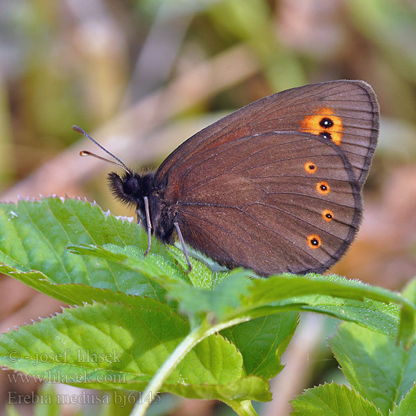 Pļavas brūnulis Чернушка Медуза Högnordisk gräsfjäril Orman Güzelesmeri Erebia medusa Woodland Ringlet Okáč rosičkový Morié franconien Voorjaarserebia Tavaszi szerecsenlepke Kerekfoltú Rundaugen Mohrenfalter Frischwiesen-Schwärzling Górówka meduza Očkáň prstovkový Ruijannokiperhonen Кадифянка Aruheina-tõmmusilmik