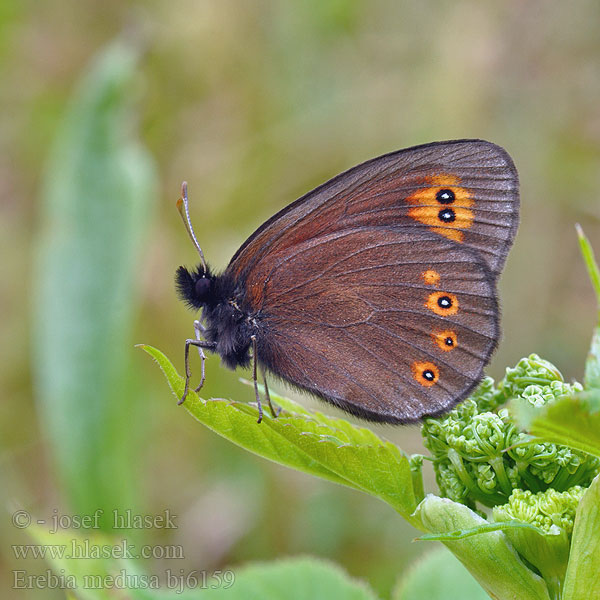 Orman Güzelesmeri Erebia medusa Woodland Ringlet Okáč rosičkový Morié franconien Voorjaarserebia Tavaszi szerecsenlepke Kerekfoltú Rundaugen Mohrenfalter Frischwiesen-Schwärzling Górówka meduza Očkáň prstovkový Ruijannokiperhonen Кадифянка Aruheina-tõmmusilmik Pļavas brūnulis Чернушка Медуза Högnordisk gräsfjäril