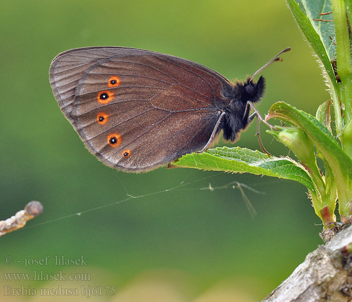 Erebia medusa Orman Güzelesmeri Woodland Ringlet Okáč rosičkový Morié franconien Voorjaarserebia Tavaszi szerecsenlepke Kerekfoltú Rundaugen Mohrenfalter Frischwiesen-Schwärzling Górówka meduza Očkáň prstovkový Ruijannokiperhonen Кадифянка Aruheina-tõmmusilmik Pļavas brūnulis Чернушка Медуза Högnordisk gräsfjäril