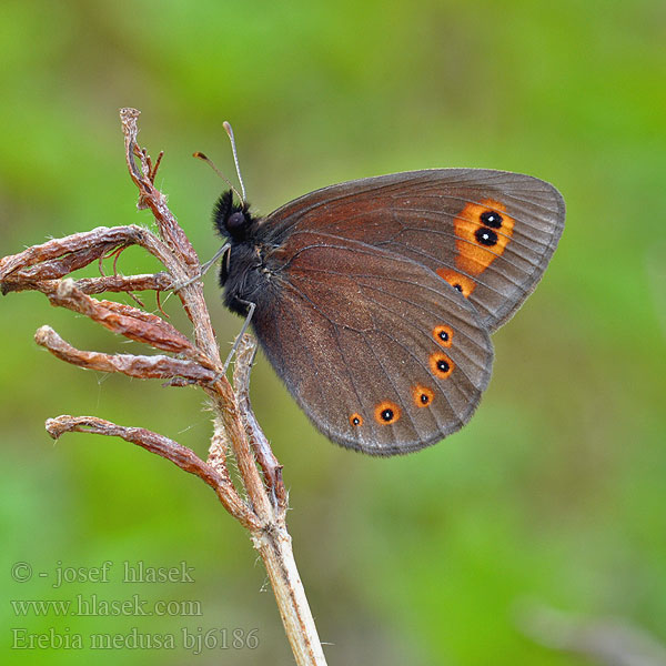 Woodland Ringlet Okáč rosičkový Morié franconien Voorjaarserebia Tavaszi szerecsenlepke Kerekfoltú Rundaugen Mohrenfalter Frischwiesen-Schwärzling Górówka meduza Očkáň prstovkový Ruijannokiperhonen Кадифянка Aruheina-tõmmusilmik Pļavas brūnulis Чернушка Медуза Högnordisk gräsfjäril Erebia medusa Orman Güzelesmeri