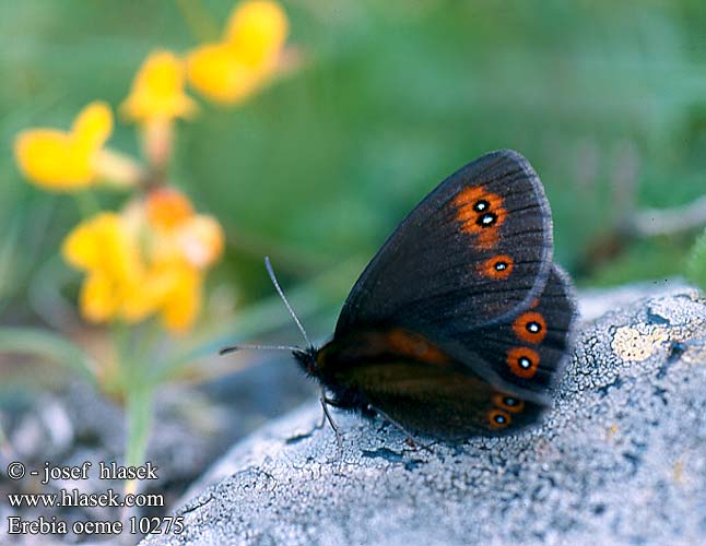 Erebia oeme 10275