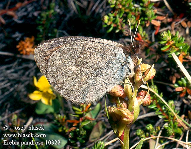 Erebia pandrose lappona Dewy Ringlet Moiré cendré Grand Négre Bernois Graubrauner Mohrenfalter Górówka pandroza Očkáň alpský Okáč velehorský Fjällsotfjäril Fjellringvinge Lapinnokiperhonen Gewone dauwerebia  Лапландский сатир Laponski rjavček