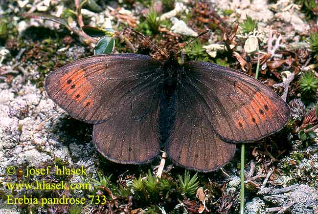 Okáč velehorský Fjällsotfjäril Fjellringvinge Lapinnokiperhonen Gewone dauwerebia  Лапландский сатир Laponski rjavček Erebia pandrose lappona Dewy Ringlet Moiré cendré Grand Négre Bernois Graubrauner Mohrenfalter Górówka pandroza Očkáň alpský