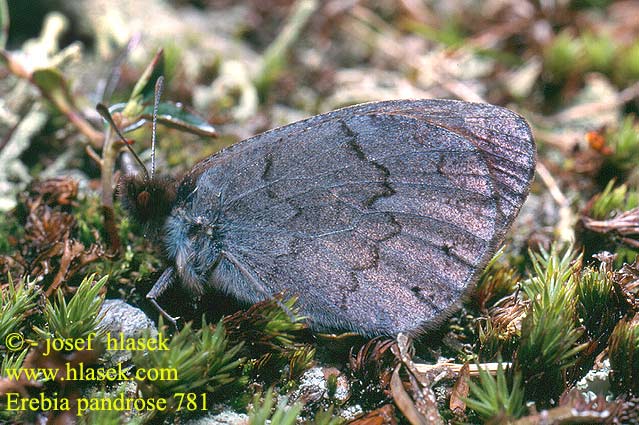 Gewone dauwerebia  Лапландский сатир Laponski rjavček Erebia pandrose lappona Dewy Ringlet Moiré cendré Grand Négre Bernois Graubrauner Mohrenfalter Górówka pandroza Očkáň alpský Okáč velehorský Fjällsotfjäril Fjellringvinge Lapinnokiperhonen