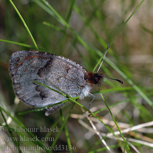 Dewy Ringlet Moiré cendré Grand Négre Bernois Graubrauner Mohrenfalter Górówka pandroza Očkáň alpský Okáč velehorský Fjällsotfjäril Fjellringvinge Lapinnokiperhonen Gewone dauwerebia  Лапландский сатир Laponski rjavček Erebia pandrose lappona