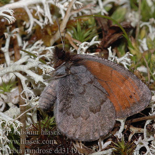 Fjellringvinge Lapinnokiperhonen Gewone dauwerebia  Лапландский сатир Laponski rjavček Erebia pandrose lappona Dewy Ringlet Moiré cendré Grand Négre Bernois Graubrauner Mohrenfalter Górówka pandroza Očkáň alpský Okáč velehorský Fjällsotfjäril