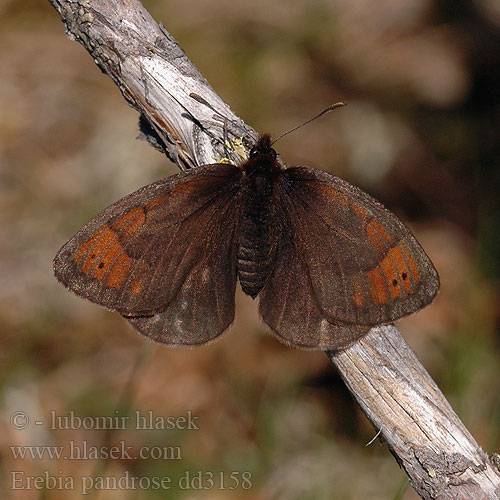 Лапландский сатир Laponski rjavček Erebia pandrose lappona Dewy Ringlet Moiré cendré Grand Négre Bernois Graubrauner Mohrenfalter Górówka pandroza Očkáň alpský Okáč velehorský Fjällsotfjäril Fjellringvinge Lapinnokiperhonen Gewone dauwerebia