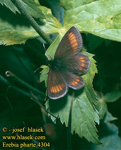 Erebia pharte Blind Ringlet