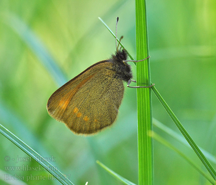 Erebia pharte Moiré aveugle