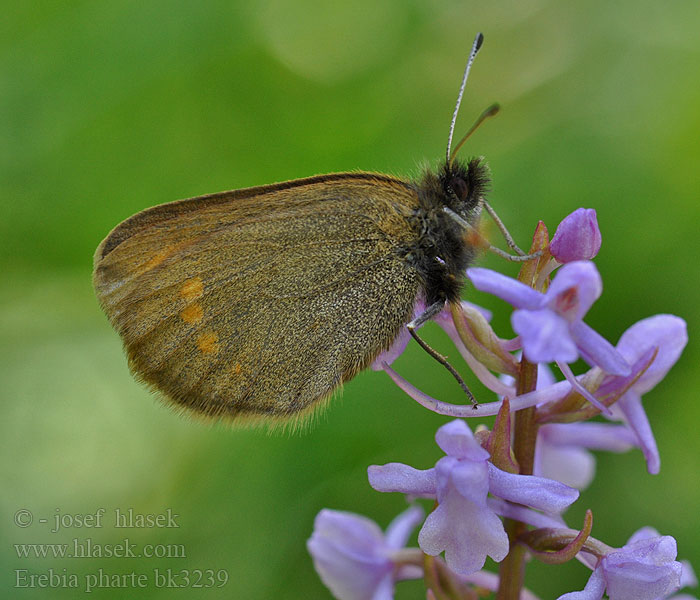 Erebia pharte Unpunktierter Mohrenfalter